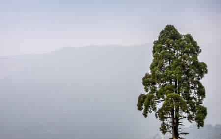 A lonely tree in winter with mountains in the background covered by fogの写真素材