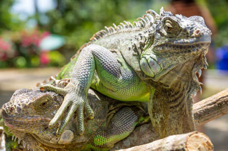 Tropical rain forest lizardsの写真素材