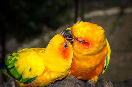 Two gold coloured parrots kissings each otherの写真素材