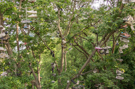 Minneapolis, Minnesota - August 20, 2014: Old shoes hung on trees in the campus portion of the University of Minnesota, in Minneapolis, Minnesota as a charm for good luck.のeditorial素材