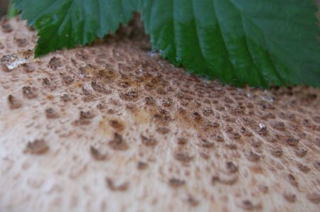 Mushroom