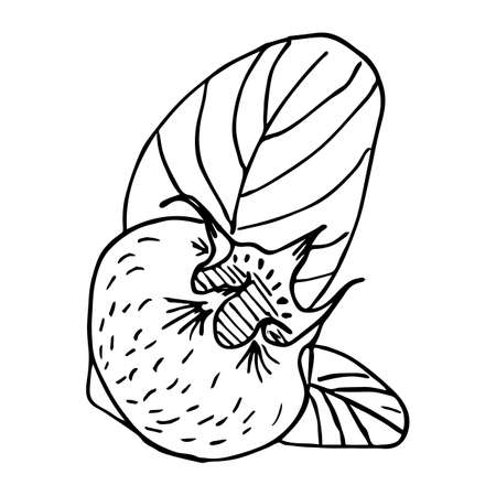 Sketch of a ripe old sweet medlar and leaf on a white background isolated.Germanic common medlar. Loquat fruit. Nispero. Eriobotrya Japonica. Vector vintage outline illustrationのイラスト素材