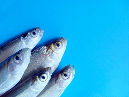 Flat lay pile of bleak fish on blue background with blank space for text. Top view fresh seafood on...