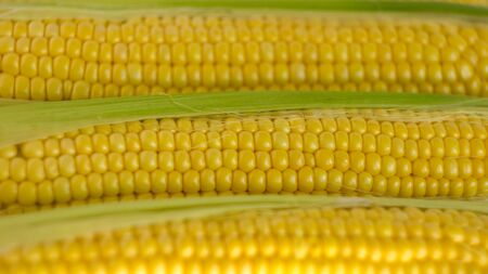 Close-up of fresh corn cobs with green leaves