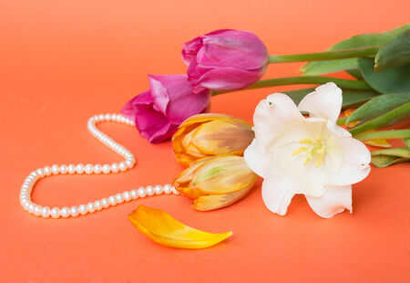 Gift and spring tulips