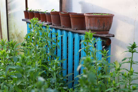 Green sprouts in the greenhouseの写真素材