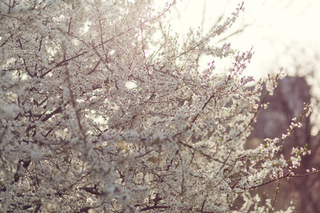 Beautiful cherry blossom in the spring parkの写真素材