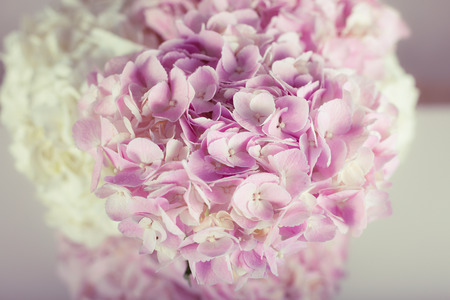 Beautiful hydrangea in a vase