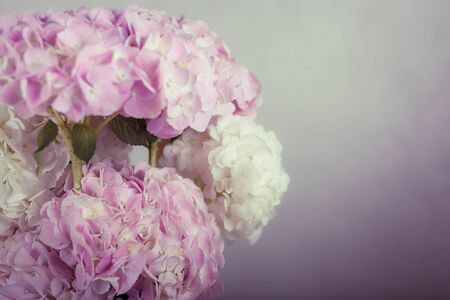 Beautiful hydrangea in a vaseの写真素材