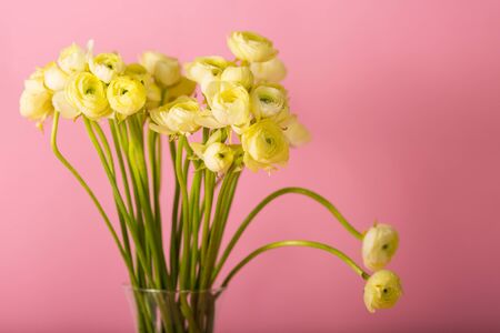 Beautiful bouquet of ranunculuses in a vaseの写真素材