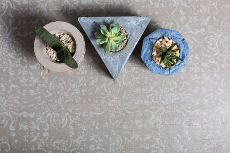 Various succulents in the flower pots