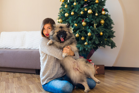 Woman and a Keeshond dog sitting near the decorated Christmas treeの写真素材