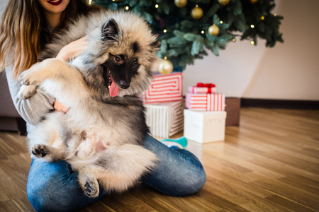 Woman and a Keeshond dog sitting near the decorated Christmas treeの写真素材