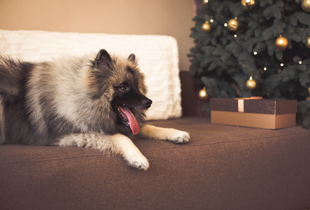 Keeshond dog sitting near the decorated Christmas treeの写真素材