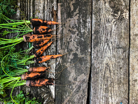 Fresh vegetables harvest from the organic farmの写真素材