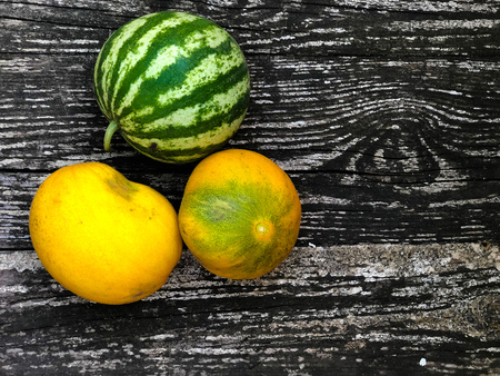 Fresh vegetables harvest from the organic farmの写真素材