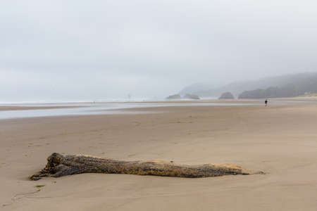 Beautiful misty ocean shore at Cannon Beach, Oregon in the summer of 2020の写真素材