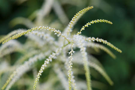 Beautiful summer garden plants in bloomの写真素材