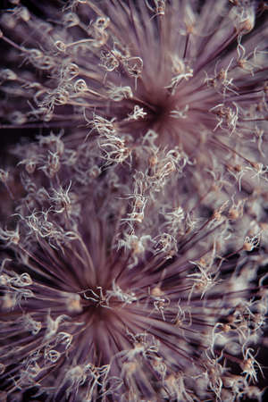 Beautiful summer garden plants in bloomの写真素材