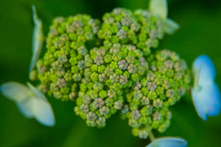 Beautiful summer garden plants in bloom