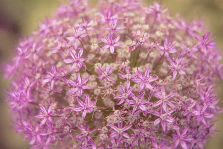 Beautiful summer garden plants in bloomの写真素材