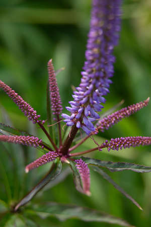 Beautiful summer garden plants in bloomの写真素材