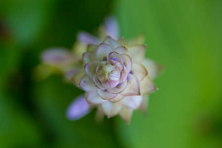 Beautiful summer garden plants in bloomの写真素材
