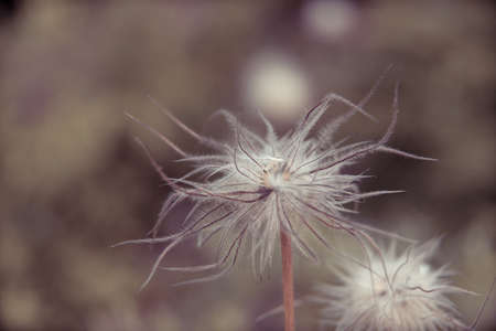 Beautiful summer garden plants in bloomの写真素材