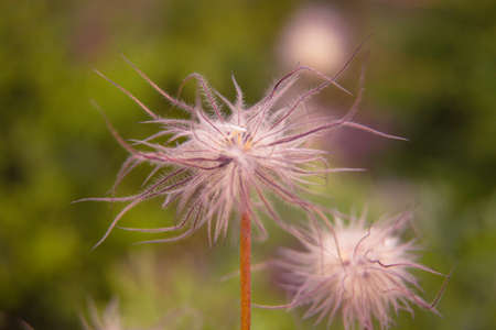 Beautiful summer garden plants in bloomの写真素材