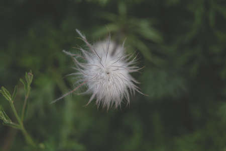 Beautiful summer garden plants in bloom