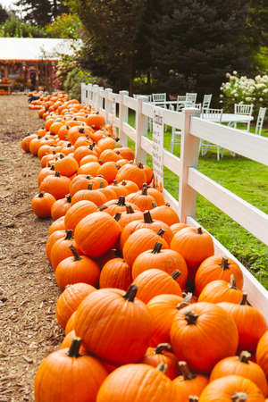 Fresh pumpkins for sale on a farmの写真素材