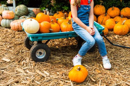 Girl choosing fresh pumpkins on a family farmの写真素材