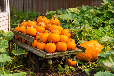 Farm fresh produce on a stand for sale