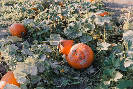 Fall harvest background on a family farmの写真素材