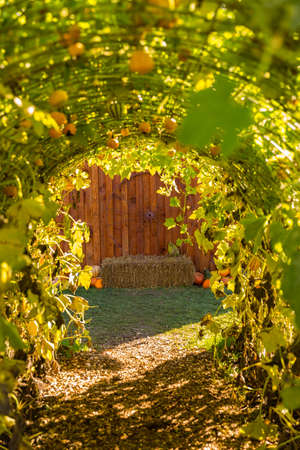 Fall harvest background on a family farmの写真素材