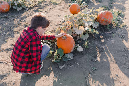 Fall harvest background with a boy picking up pumkings on a family farmの写真素材