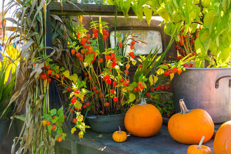 Fall harvest background on a family farm