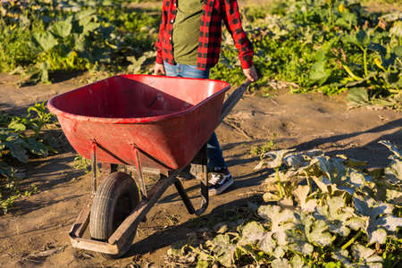 Fall harvest background with a boy picking up pumkings on a family farmの写真素材