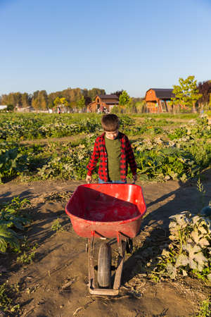 Fall harvest background with a boy picking up pumkings on a family farmの写真素材