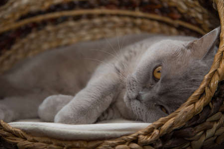 Lilac british shorthair in a basketの写真素材