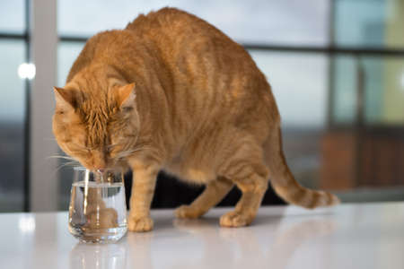 Orange tabby cat drinking waterの写真素材