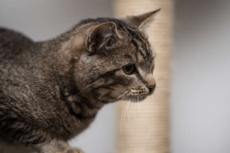 Tabby cat from upcloseの写真素材