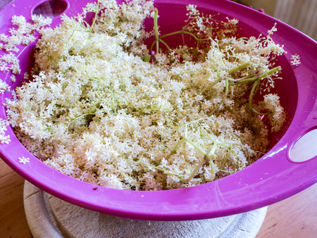 Elderflowers in the sieveの写真素材