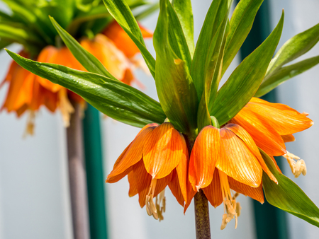 Fritillaria imperialis in springの写真素材