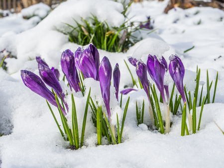 Crocuses in a winter landscape