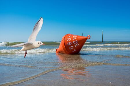 Buoy with seagull North Sea beachの写真素材