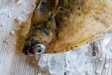 Flounder on iceの写真素材