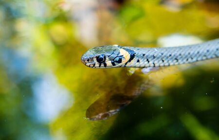 Queue in the pond