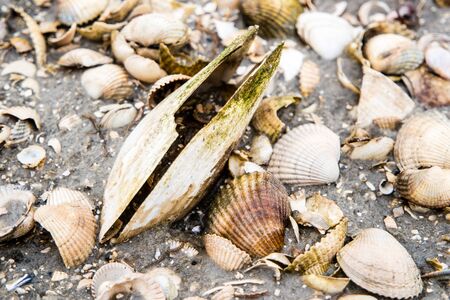 Shells Bank in the Wadden Sea