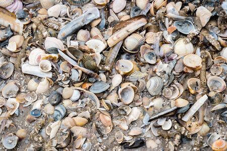 Shells Bank in the Wadden Sea